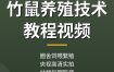 竹鼠养殖技术教程：圈舍饲喂繁殖防病，央视农广天地高清视频（干货满满）